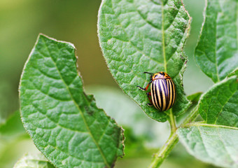 Colorado potato beetle.
