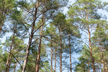 Scenic view of very big and tall trees