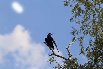 A young crow sits on a branch on the background of the blue sky.. and looks back.