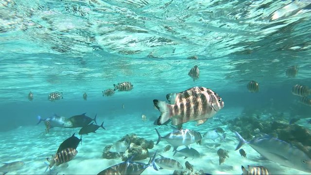 snorkeling in a lagoon with tropical fish, French Polynesia