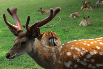 Fototapeta premium horned deer