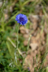 WILD FLOWER 