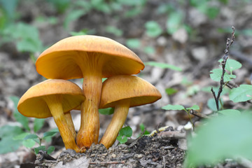 Omphalotus olearius or orange jack o lantern mushroom gills, Poisonous mushroom