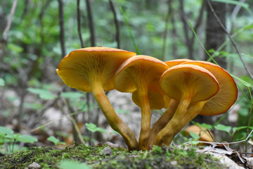 Omphalotus olearius or orange jack o lantern mushroom gills, Poisonous mushroom