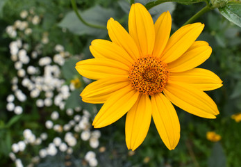 Yellow flower on a green background