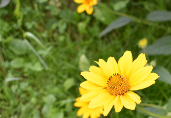 Yellow flower on grass background