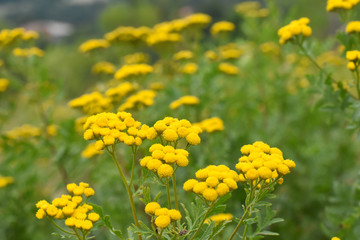 Common yarrow or milfoil (Achillea millefolium) flowers. Yarrow, herbal plant in summer time