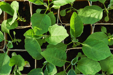 Cabbage seedlings in flower pots ready to plant.