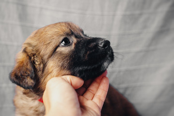 Portrait of a puppy of a pooch