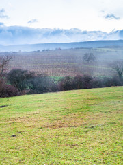 view of vineyards in Alsace in winter rain