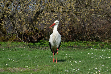 Beautiful White Stork on the meadow