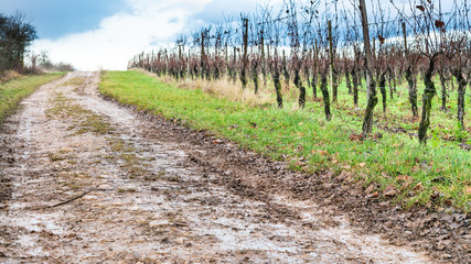 country road along vineyard in Alsace in winter