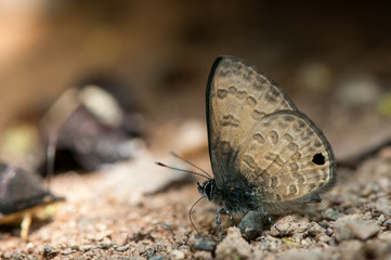 Beautiful butterfly in the nature