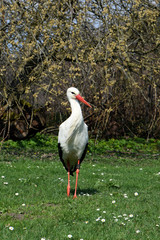 Beautiful White Stork on the meadow