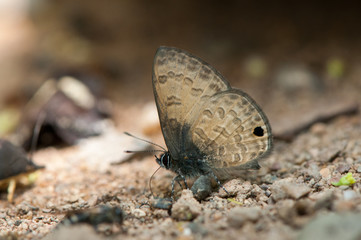 Beautiful butterfly in the nature