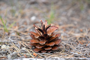 Brown pine cone isolated in nature