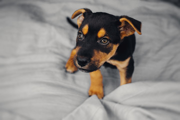 Portrait of a puppy of a pooch