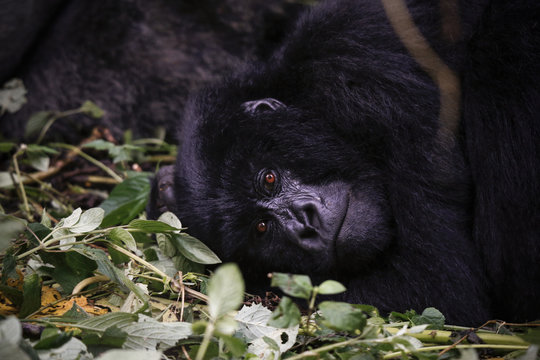 Africa, Democratic Republic of Congo, Mountain gorilla, silverback in jungle