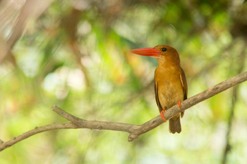 Ruddy Kingfisher