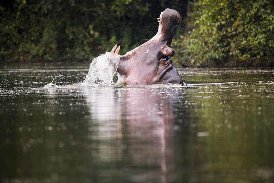 Uganda, Lake Victoria, Hippopotamus in lake with open mouth