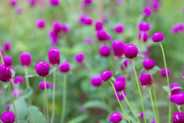 紫色のセンニチコウの花