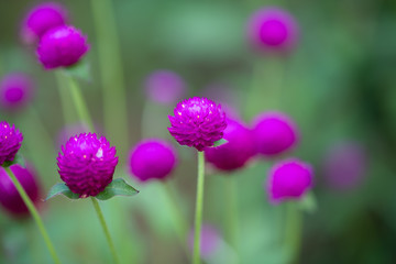 Obraz premium 紫色のセンニチコウの花