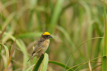 Streaked weaver in the field