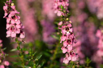 早朝のピンク色のアンゲロニア