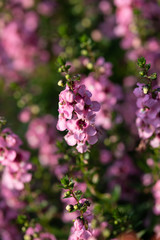 早朝のピンク色のアンゲロニア