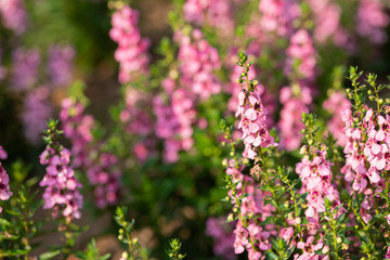 早朝のピンク色のアンゲロニア