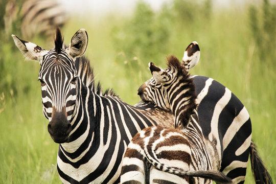 Uganda, Kigezi National Park, Zebra mare with foal