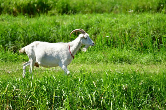 Koza (Goat)