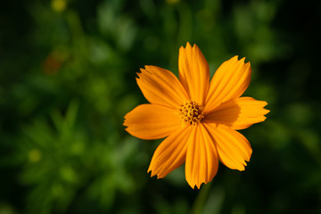 早朝のキバナコスモス