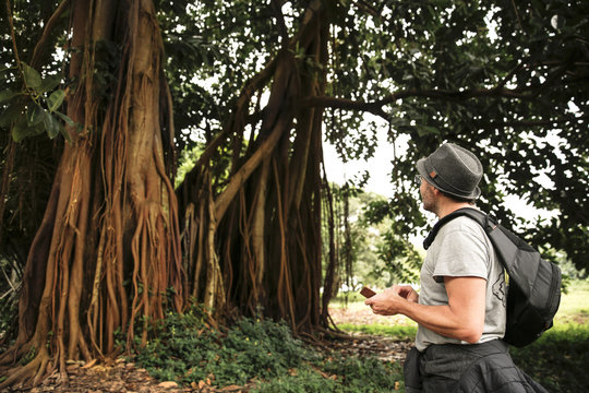 Uganda, Entebbe Botanic Gardens, looking at Benjamin's fig