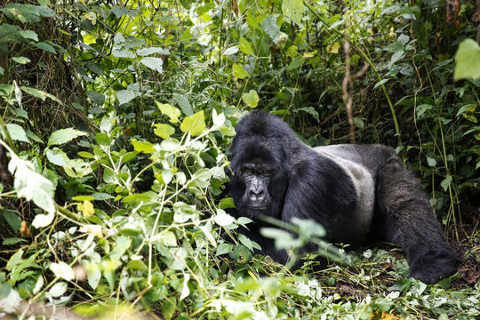 Africa, Democratic Republic of Congo, Mountain gorilla, silverback in jungle