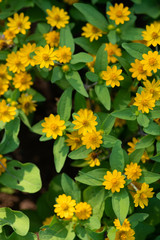 黄色いメランポジウムの花