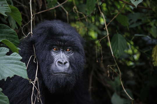 Fototapeta Africa, Democratic Republic of Congo, Mountain gorilla, silverback in jungle