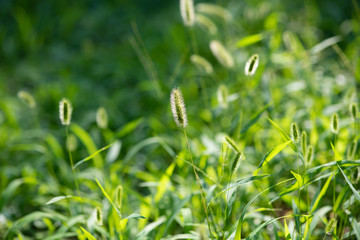 朝のねこじゃらし