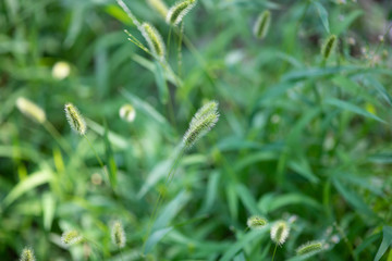 朝のねこじゃらし