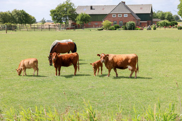 Naklejka premium brown cows or cattle with calves and horses on pasture or meadow or paddock
