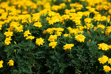 黄色いマリーゴールドの花