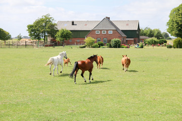 brown cows or cattle with calves and horses on pasture or meadow or paddock