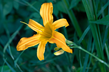 Obraz premium 黄色いユリの花のアップ