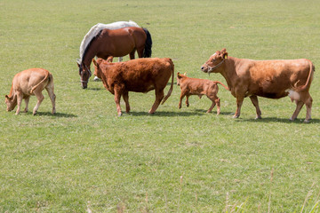 brown cows or cattle with calves and horses on pasture or meadow or paddock