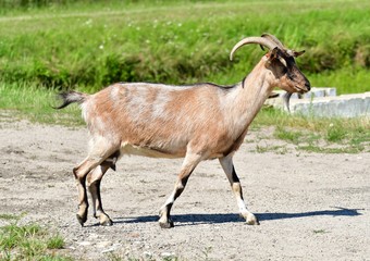 Koza (goat)
