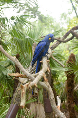 Hyacinth Macaw, blue parrot