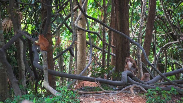 monkeys on the branches of the trees in the jungle. tropical Asia