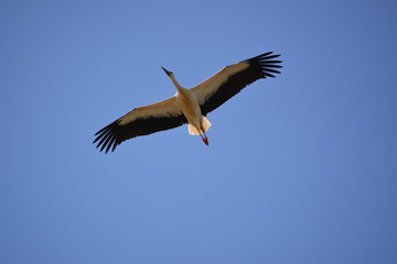 Störche auf dem Weg in das Winterquartier