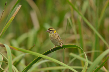 Streaked weaver in the field