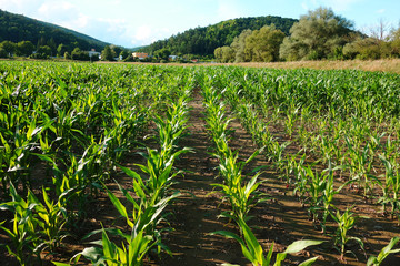 Growing corn in the field © tonysk